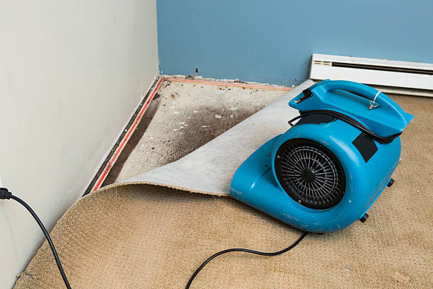 Best Mold removal after water damage  in Fort Scott, KS